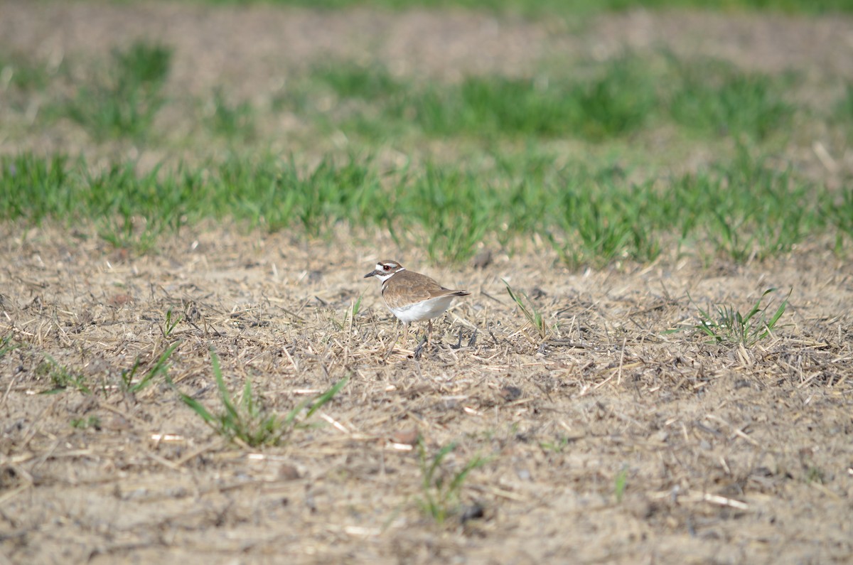 Killdeer - ML631220764
