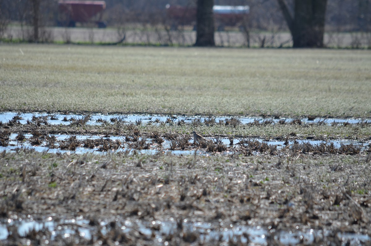 American Golden-Plover - ML631220809