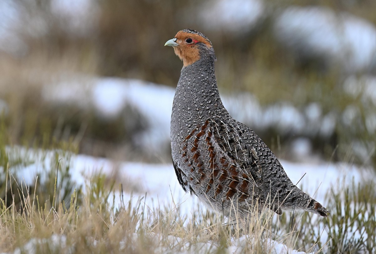 Gray Partridge - ML631220873