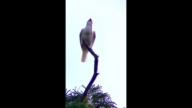 White Bellbird - ML631220899