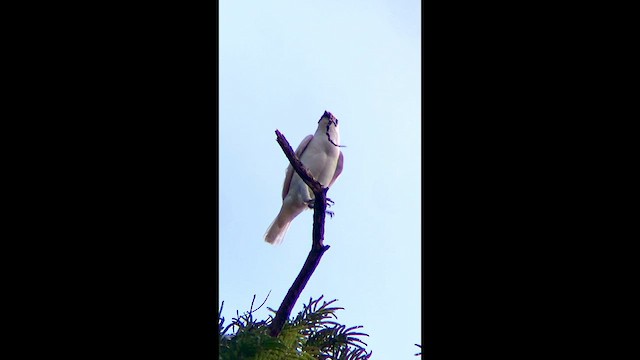 White Bellbird - ML631220901