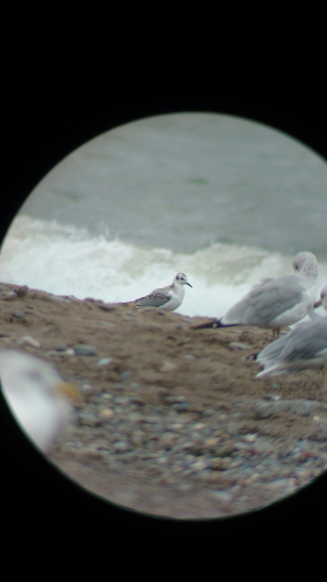 Bonaparte's Gull - ML631221090