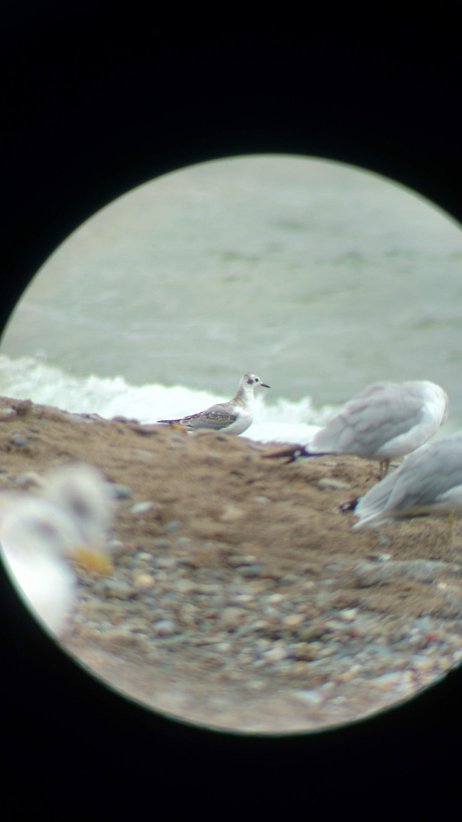 Bonaparte's Gull - ML631221091