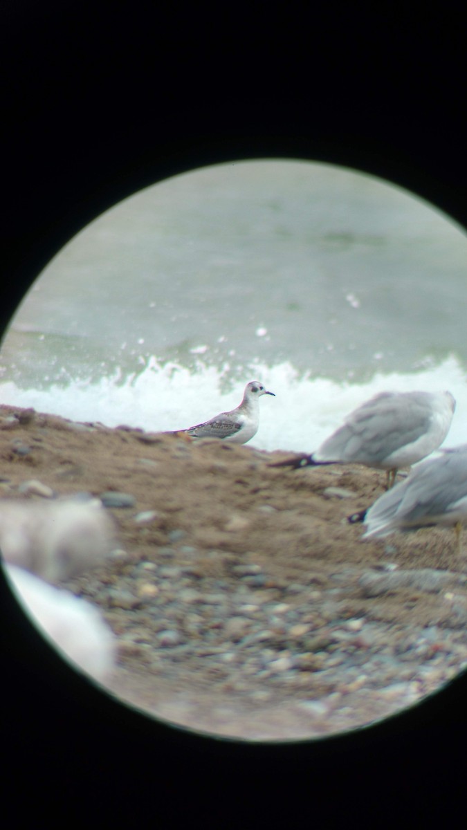Bonaparte's Gull - ML631221092