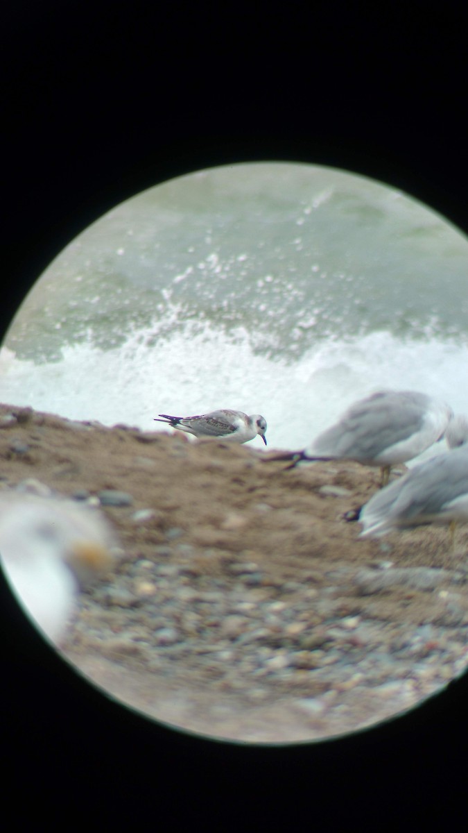 Bonaparte's Gull - ML631221093