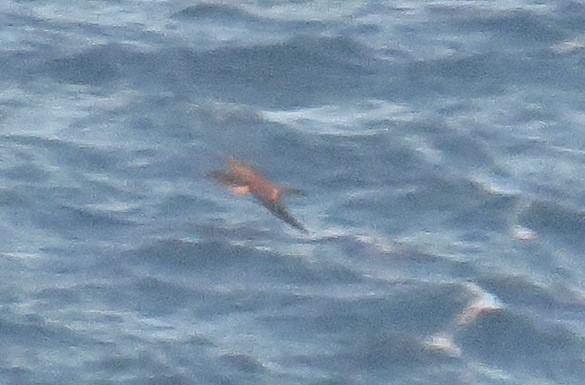 Puffin de Newell - ML631221151