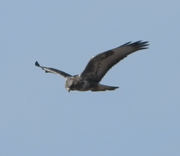 Rough-legged Hawk - ML631221216