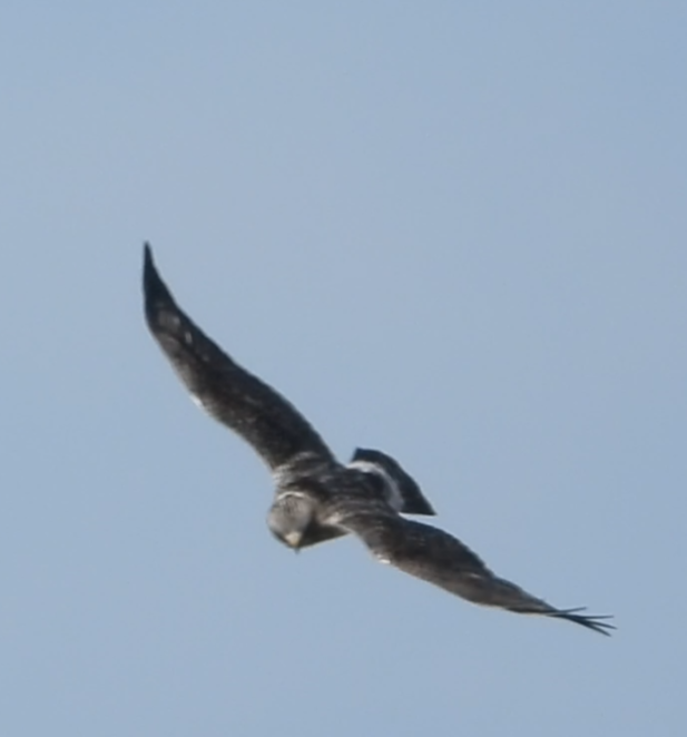 Rough-legged Hawk - ML631221218