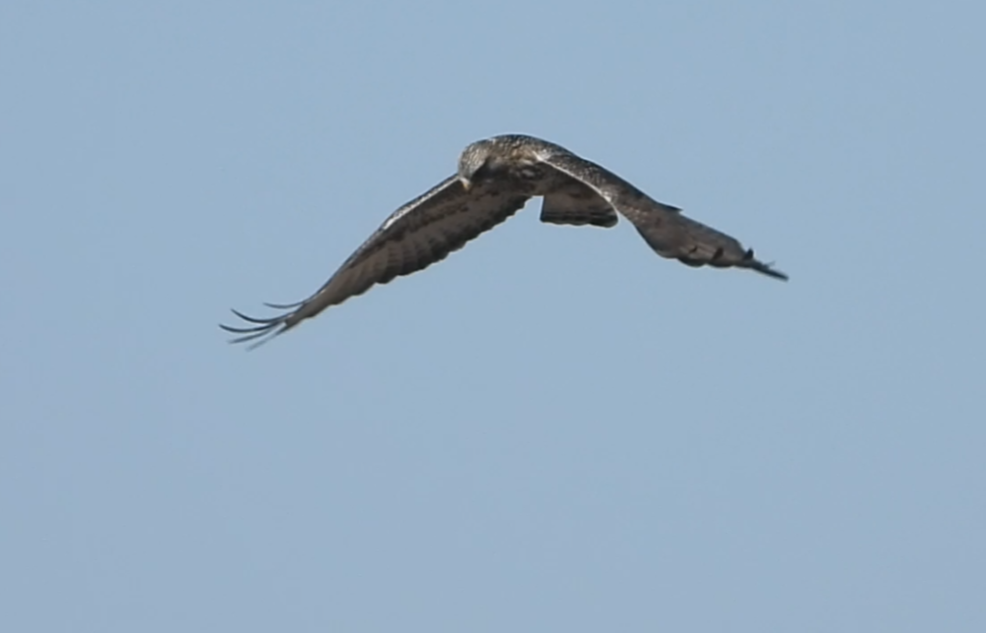 Rough-legged Hawk - ML631221220