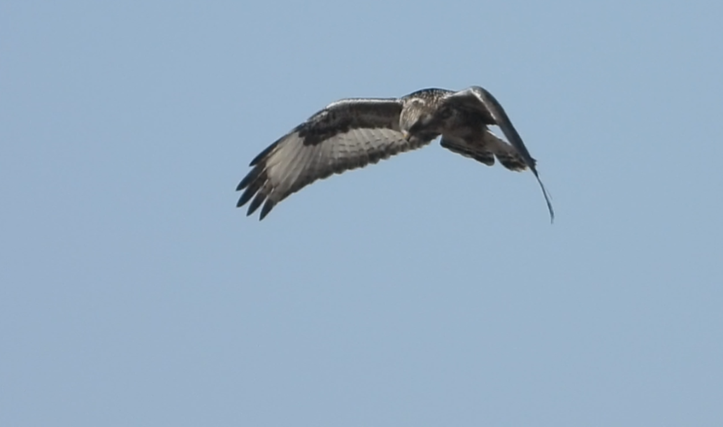 Rough-legged Hawk - ML631221221