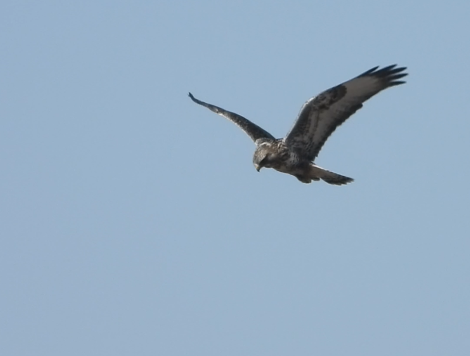 Rough-legged Hawk - ML631221222