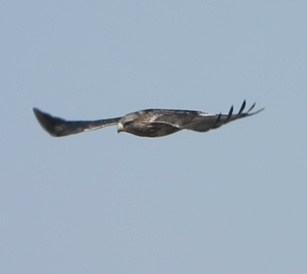 Rough-legged Hawk - ML631221223