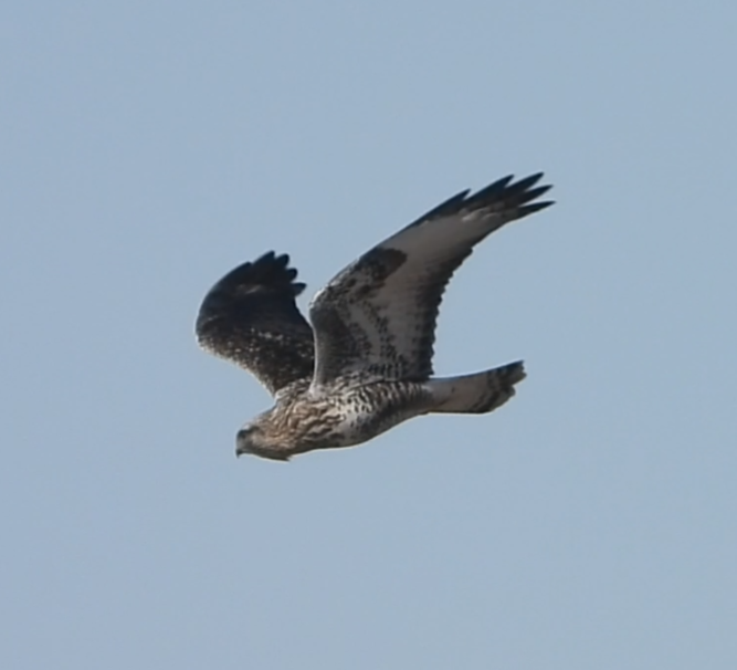 Rough-legged Hawk - ML631221224