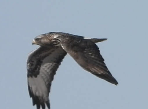 Rough-legged Hawk - ML631221225