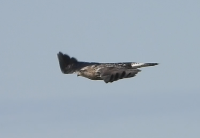 Rough-legged Hawk - ML631221226