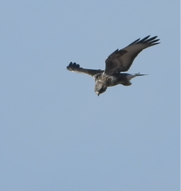 Rough-legged Hawk - ML631221227