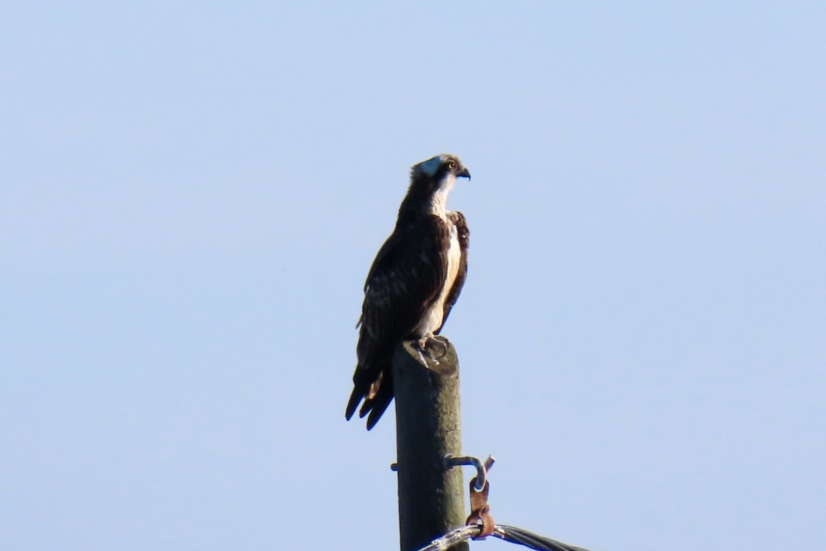 Águila Pescadora - ML631221259