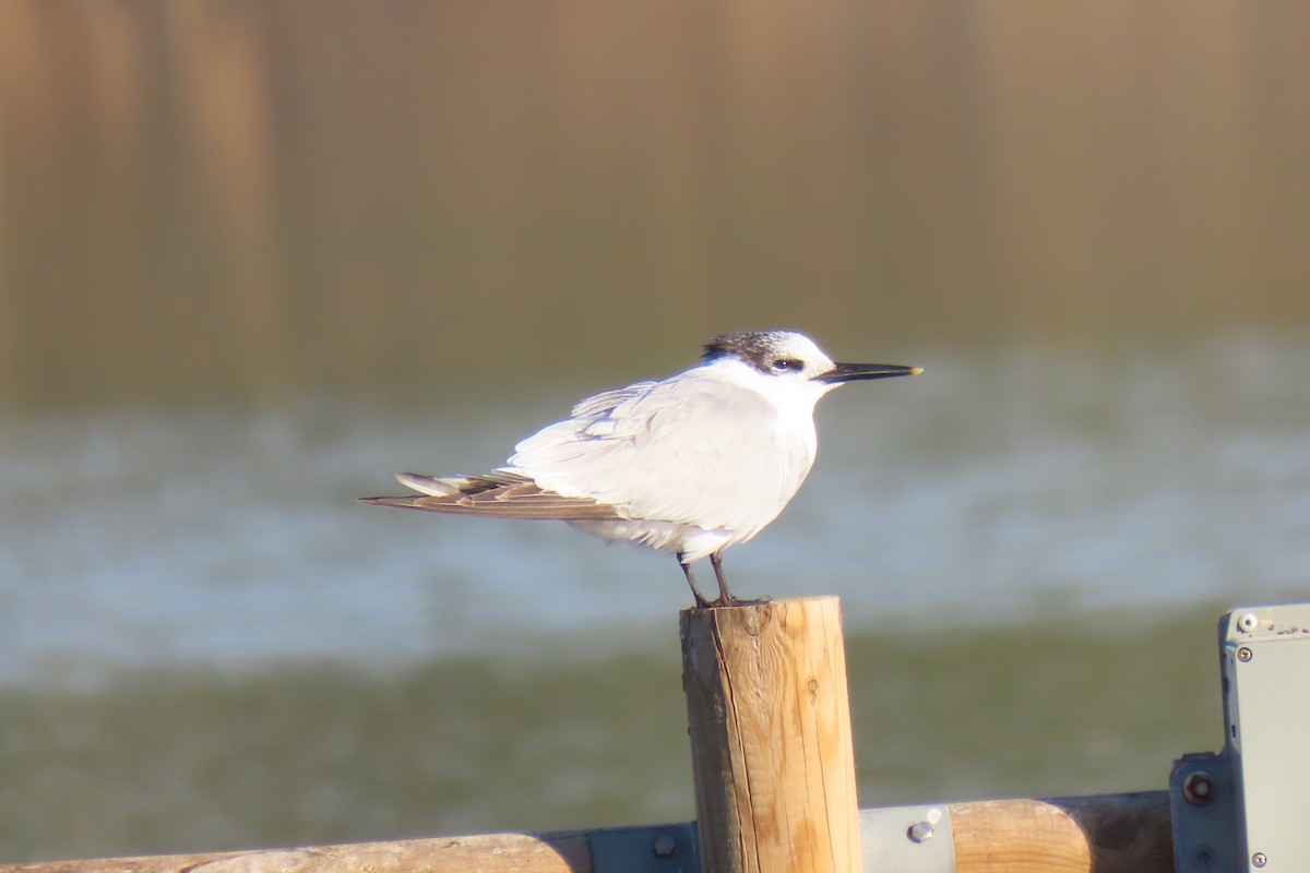 Charrán Patinegro - ML631221271
