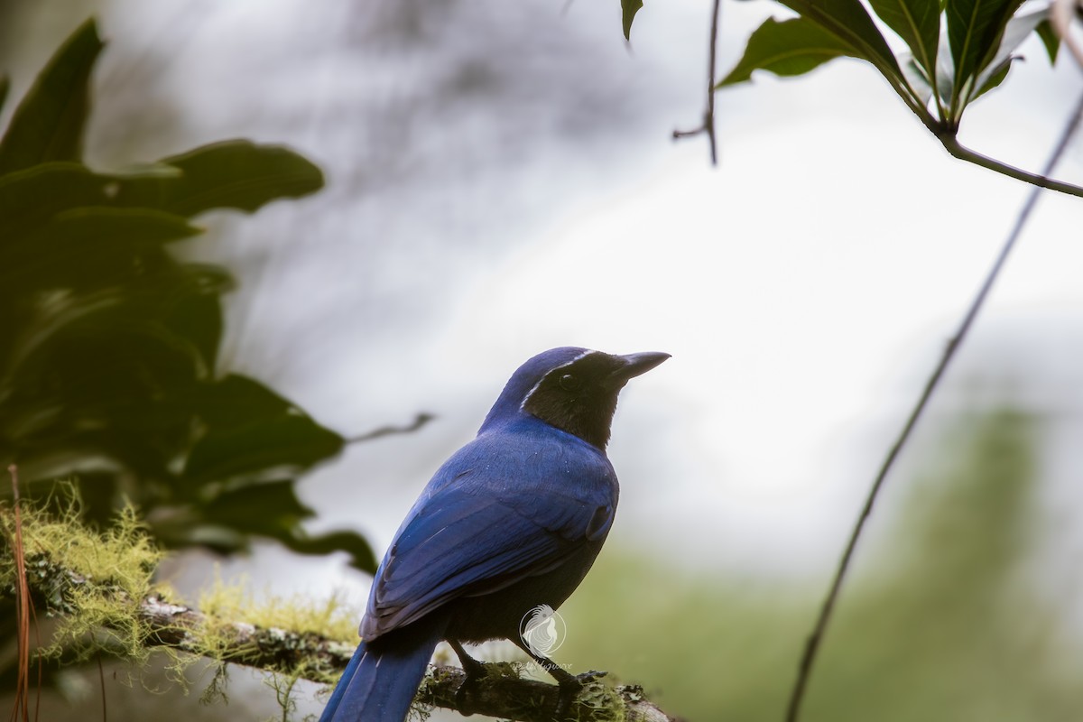 sojka černohrdlá - ML631221445