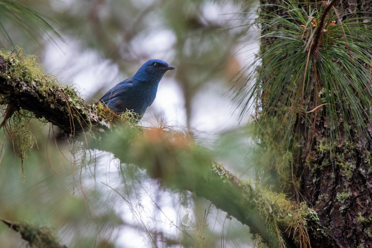 sojka jednobarvá - ML631221450