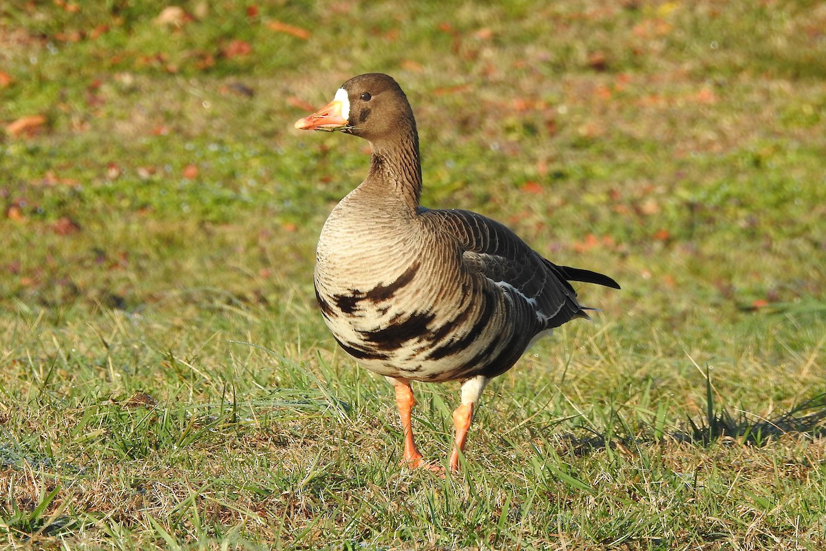 Greater White-fronted Goose - ML631221528