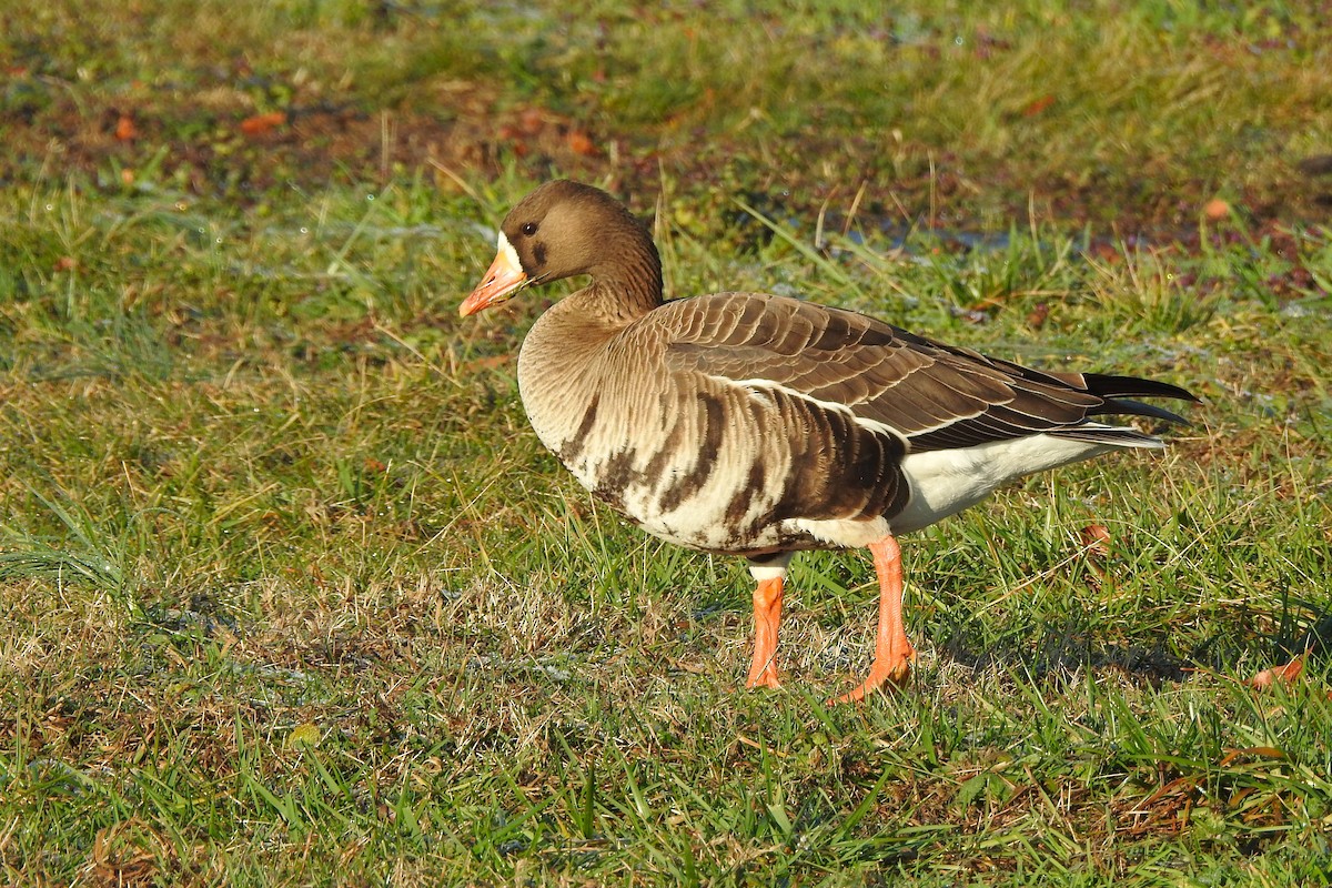 Greater White-fronted Goose - ML631221529