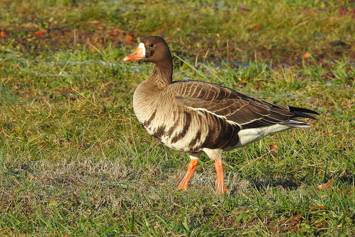 Greater White-fronted Goose - ML631221530