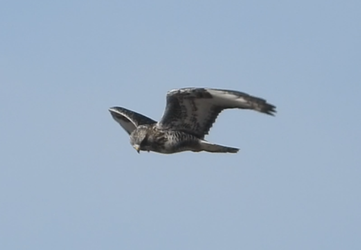 Rough-legged Hawk - ML631221552