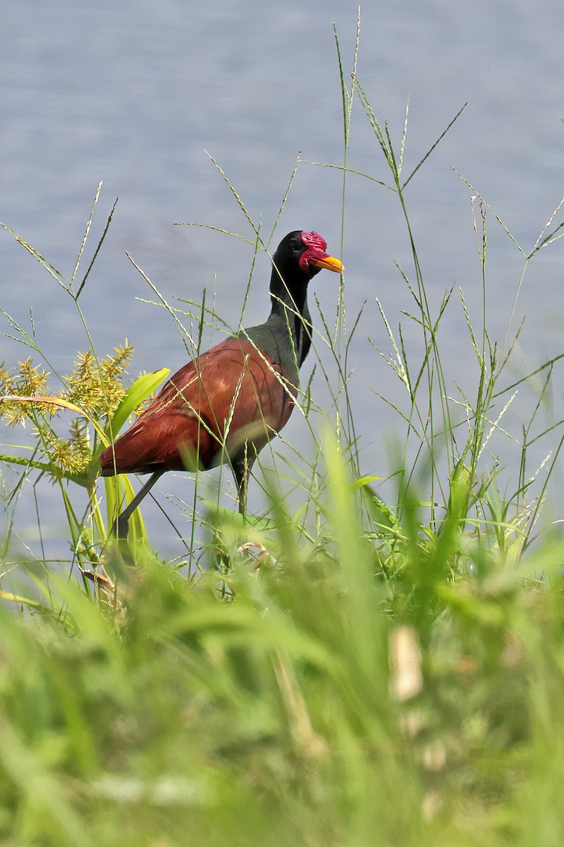 Wattled Jacana - ML631221612