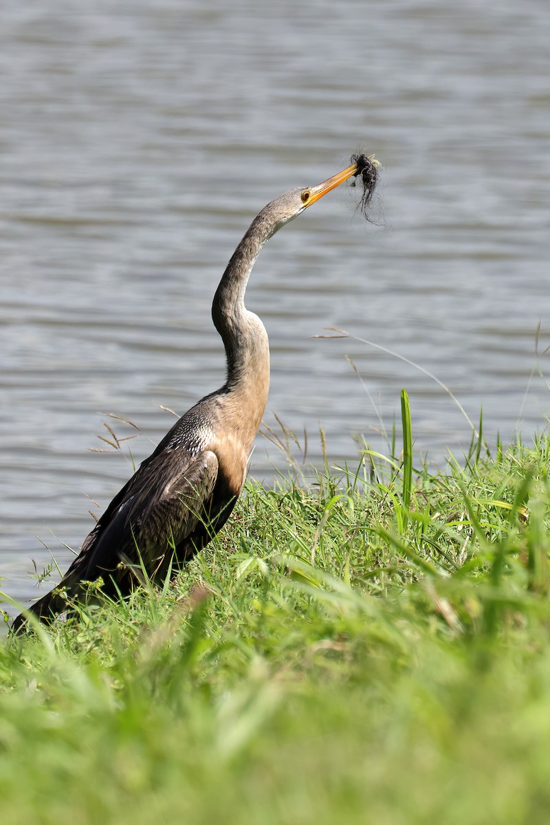 Anhinga - ML631221621