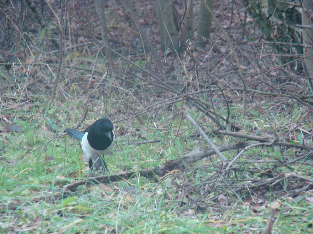 Eurasian Magpie - ML631221662