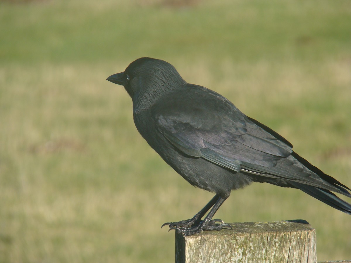 Common Raven - ML631221667