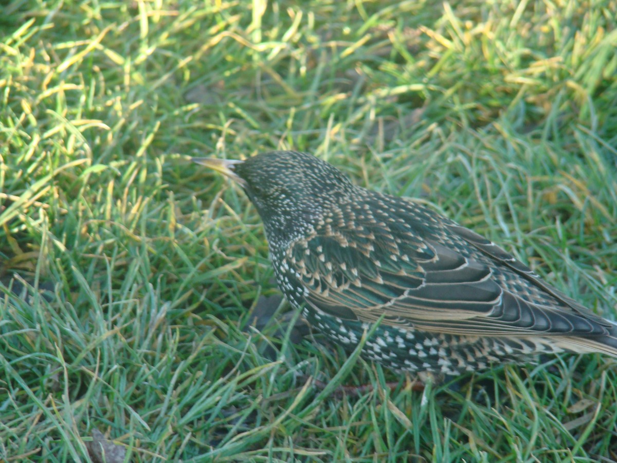 European Starling - ML631221678