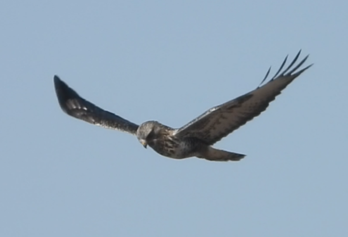 Rough-legged Hawk - ML631221698