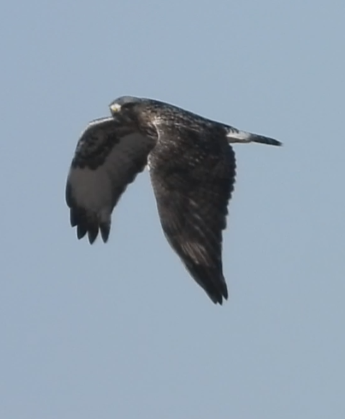 Rough-legged Hawk - ML631221699