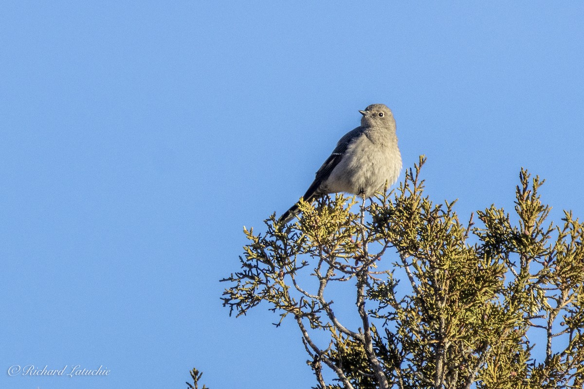 Townsend's Solitaire - ML631221764