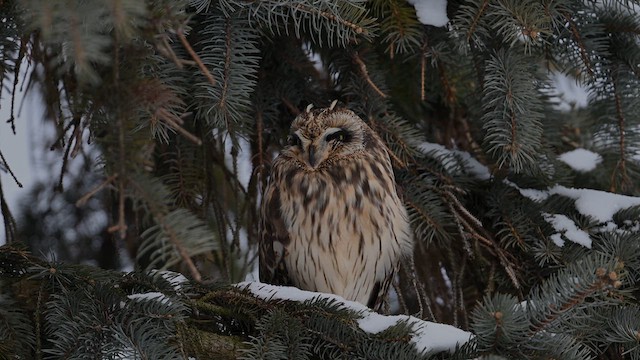 Short-eared Owl - ML631221863