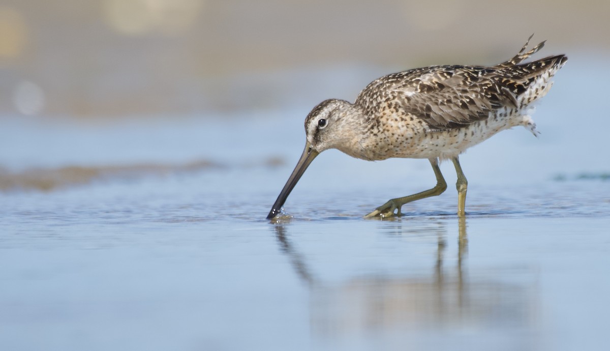 Short-billed Dowitcher - ML631221908