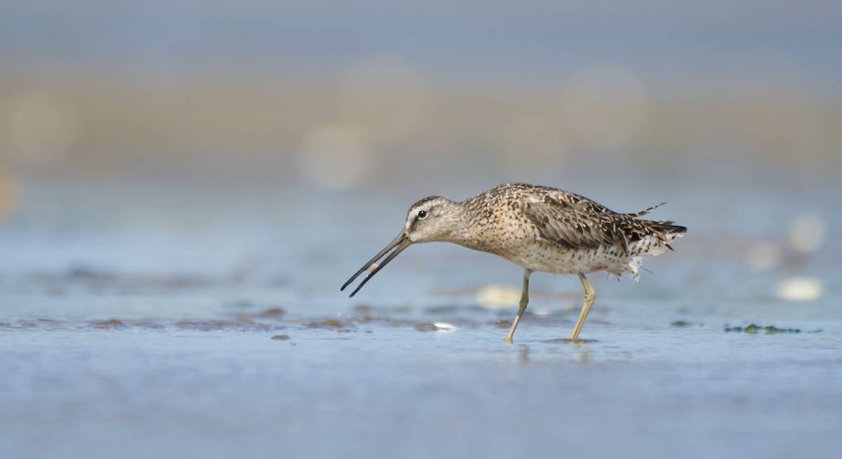 Short-billed Dowitcher - ML631221909