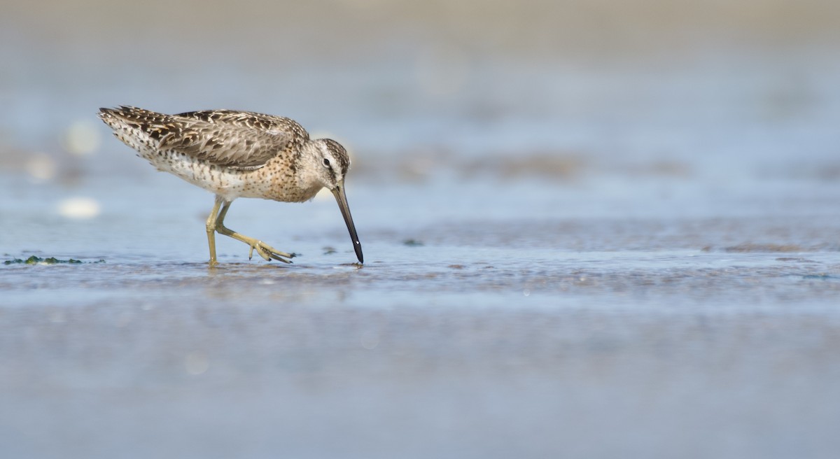 Short-billed Dowitcher - ML631221911