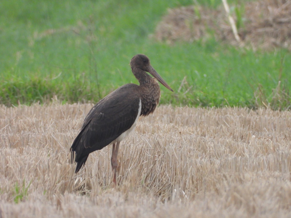 Black Stork - ML631222150