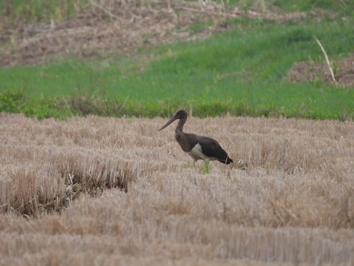 Black Stork - ML631222151