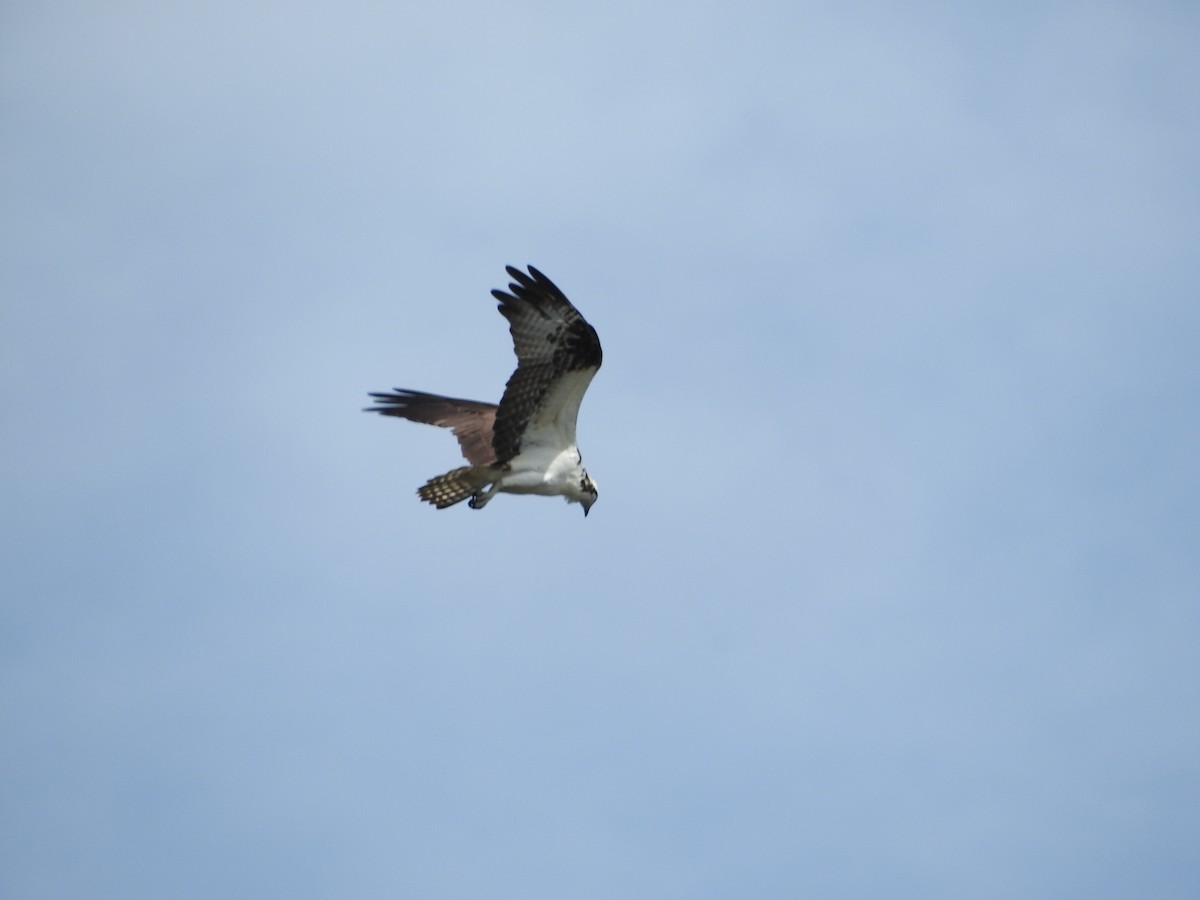 Snail Kite - ML631222153