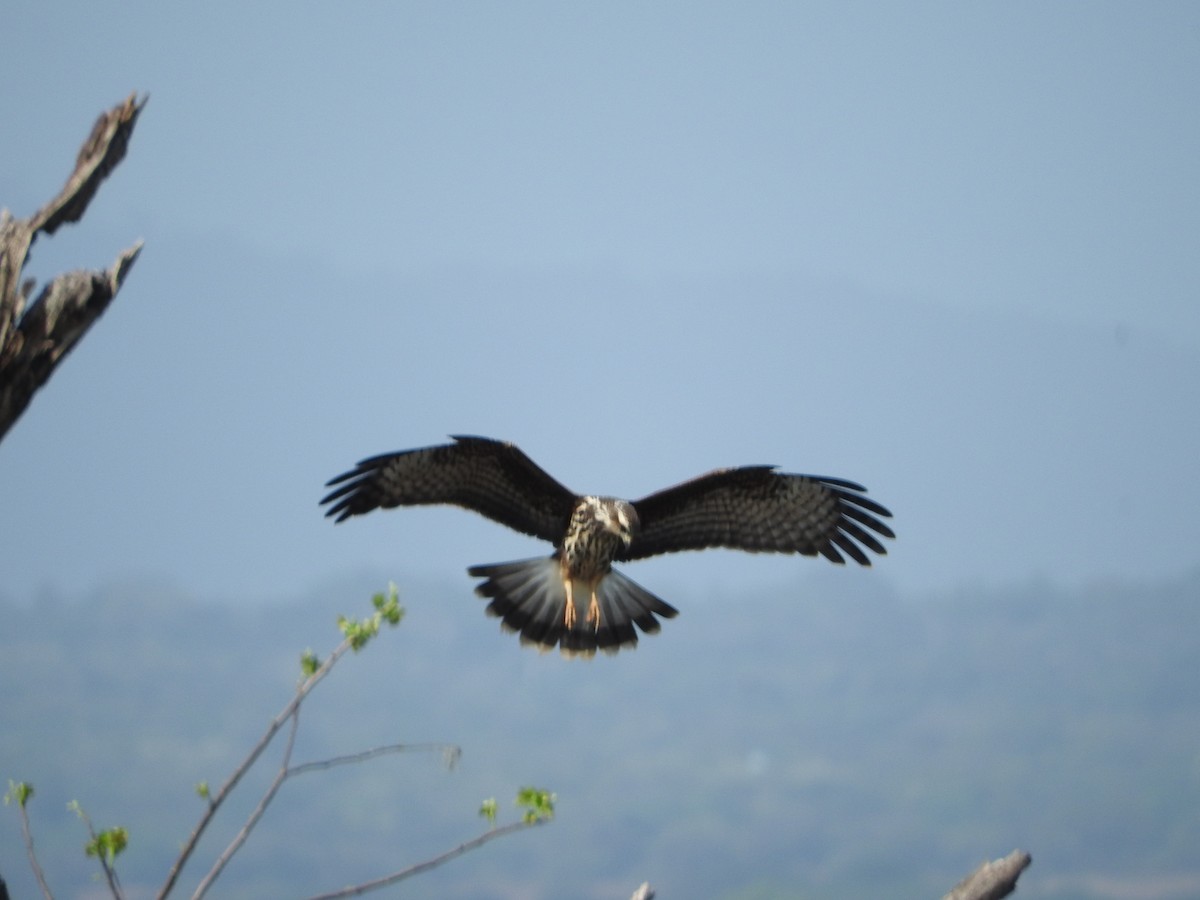 Snail Kite - ML631222154