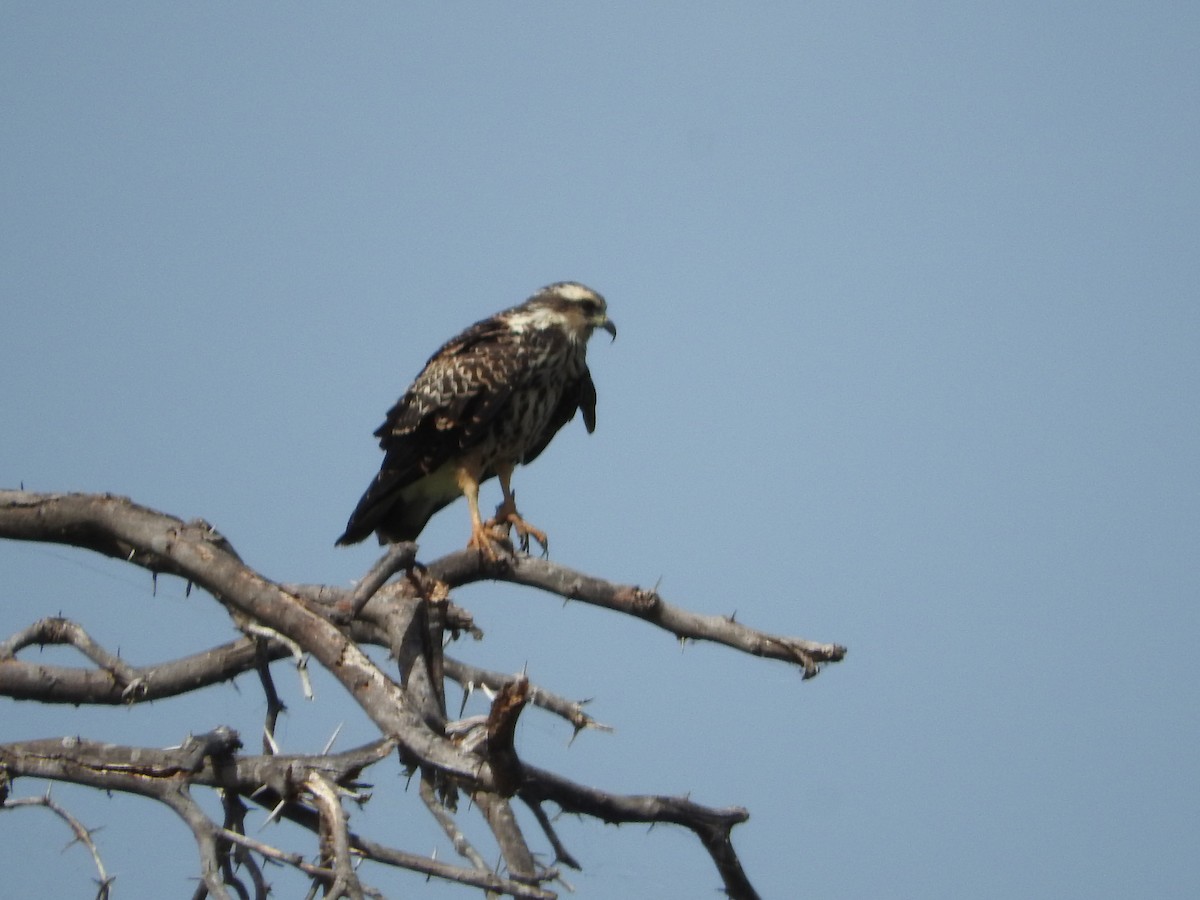 Snail Kite - ML631222155