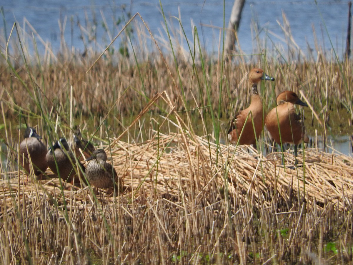 Blue-winged Teal - ML631222179