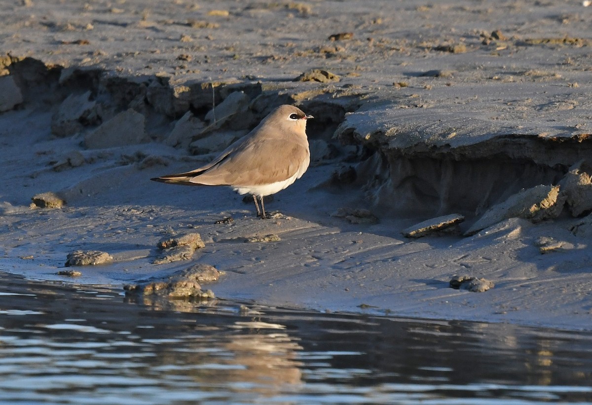 Canastera Chica - ML631222221