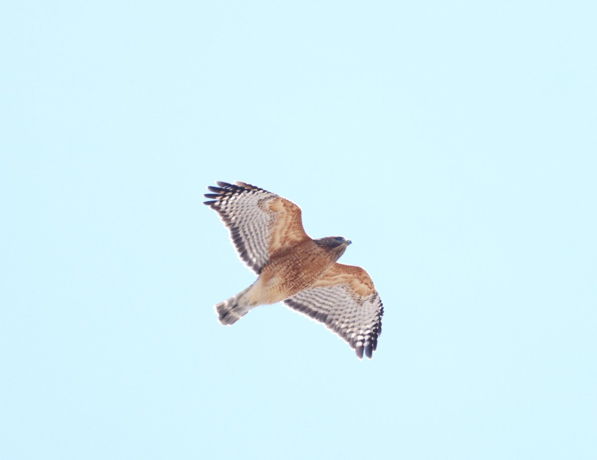 Red-shouldered Hawk - ML631222230
