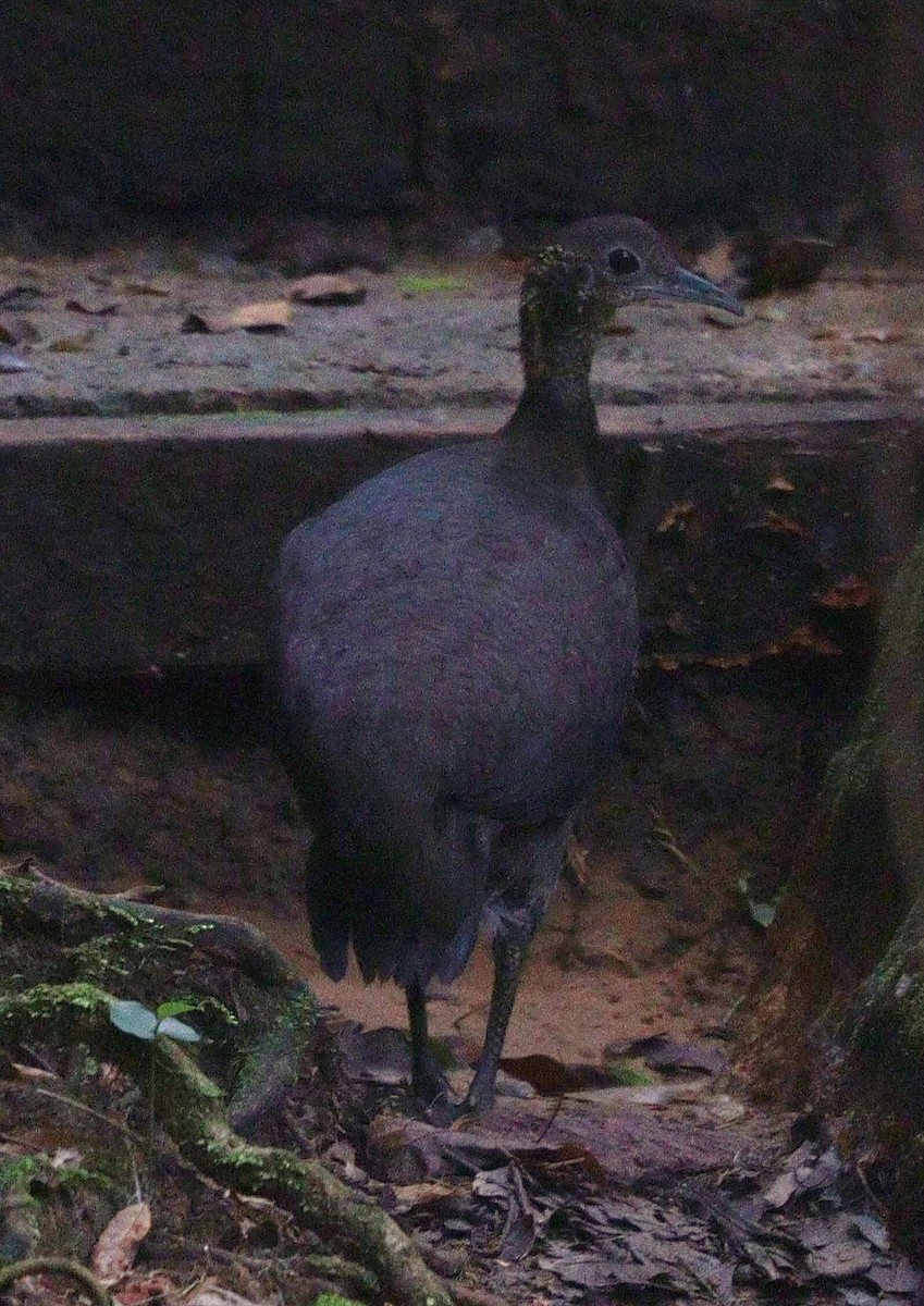 Solitary Tinamou - ML631222288