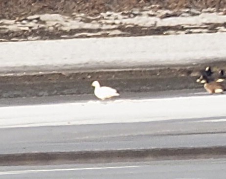 Snow Goose - ML631222443